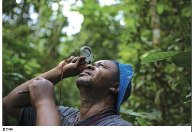 measuring tree circumference cc CIFOR